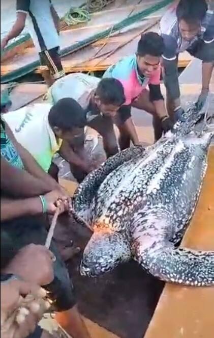 त्यामुळे इथले मच्छिमार फक्त मासळी पकडणे हेच काम करत नसून, समुद्रातील दुर्मिल प्रजातीचं संरक्षण ही करत असल्याचं दिसून येत आहे.