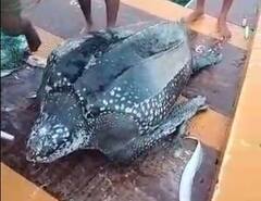 PHOTO : भाईंदरमध्ये मच्छिमारांच्या जाळ्यात अडकलं 150 किलो वजनाचं कासव!