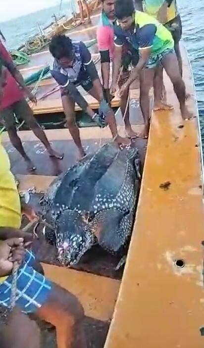 कासवाचे वजन अंदाजे 150 किलो पेक्षा जास्त असल्याने बोटीवर असलेल्या मच्छिमारांची पुरती दमछाक झाली होती.