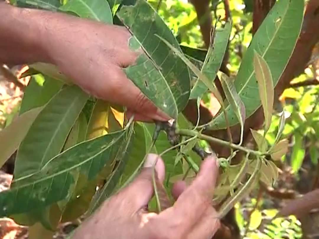 Mango Farming : हवामानातील बदलाचा आंबा बागायतदारांना फटका, 90 टक्के झाडांना पालवी, पण 10 टक्के झाडांनांच मोहोर Ratnagiri News Mango farmers in crisis due to climate change in Ratnagiri Mango Farming : हवामानातील बदलाचा आंबा बागायतदारांना फटका, 90 टक्के झाडांना पालवी, पण 10 टक्के झाडांनांच मोहोर