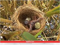 अपने ही सगे भाई-बहनों की कातिल है यह पक्षी, पैदा होते ही ले लेती है जान