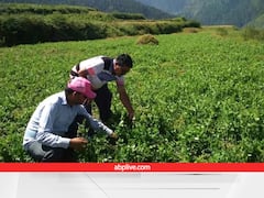 यहां बेमौसम बारिश से बर्बाद हो गई मटर की फसल, अब खेती का खर्च निकालना भी हो रहा मुश्किल