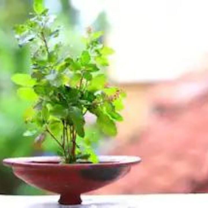 বাস্তুতে তুলসি গাছের বিশেষ গুরুত্ব রয়েছে। এটি সর্বদা পূর্ব দিকে বা পুজোর স্থানের কাছে রাখা উচিত। এতে করে ভগবান বিষ্ণু ও মা লক্ষ্মীর কৃপা বজায় থাকে।