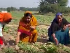 सरसों के खेत में पहुंचीं जयपुर नगर निगम ग्रेटर की महापौर सौम्या गुर्जर, किसानों को लेकर कही यह बात