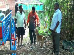 कोकणातलं गाव तीन दिवसाच्या सुट्टीवर, ग्रामस्थ गेले गुराढोरांसह वेशीबाहेर