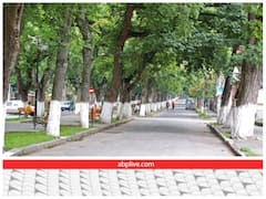 बहुत काम आते हैं सड़क के किनारे लगे सफेद पेंट हुए पेड़...जानिए ऐसा क्यों किया जाता है