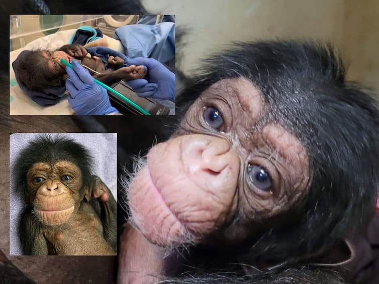Chimpanzee mother Reunites With baby 2 Days After cesarean section WATCH viral video US zoo WATCH: Chimp Mom Reunites With Newborn 2 Days After C-Section In Heartwarming Viral Video