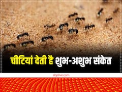 Vastu tips: घर में चीटिंयों का दिखाई देना, आने वाले खतरे की तरफ भी करता है इशारा, ऐसे पहचानें