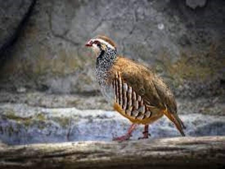 partridge hunted by public in villuppuram  to improve virtility Crime : ஆண்மையை பெருக்க நினைத்து வேட்டையாடப்படும் கவுதாரிகள்.. வனத்துறை விடுத்த எச்சரிக்கை