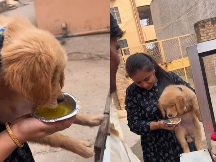 Owner Feeds Panipuri to Pet Dog  The Internet slams the owner Watch Video: செல்ல நாய்க்கு பானிபூரி.. கொந்தளித்து கொட்டித்தீர்த்த நெட்டிசன்கள்..