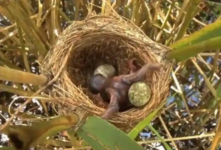 new born birds are seen throwing rest of eggs out of nest in front of them Viral Video: ਆਪਣੇ ਹੀ ਭੈਣ ਭਰਾਵਾਂ ਦਾ ਕਾਤਲ ਹੈ ਇਹ ਪੰਛੀ, ਜਨਮ ਲੈਂਦੇ ਹੀ ਲੈ ਲੈਂਦਾ ਹੈ ਜਾਨ