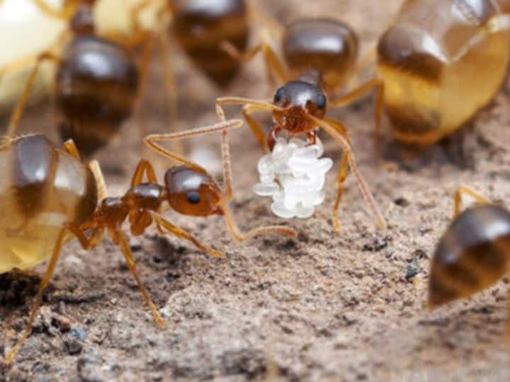 वैसे लाल चीटियां घर में होना शुभ नहीं होता लेकिन अगर ये लाल चीटियां मुंह में अंडा लेकर घर से जाते हुए दिखे तो ये शुभ संकेत होता है. कहते हैं ये घर से नकारात्मक ऊर्जा को अपने साथ ले जाती है. इसका अर्थ है जीवन में कुछ प्रगति होने वाली है.