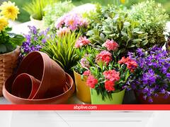 इन रंग-बिरंगे, खुशबूदार फूलों से सजाएं अपना विंटर गार्डन, बालकनी से लेकर हॉल में भी लगा सकते हैं ये पौधे