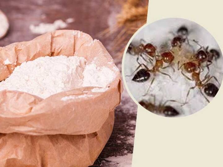 काली चींटियों अगर घर में हो तो इन्हें आटा और शक्कर मिलाकर जरूर खिलाएं. कहते हैं इससे व्यक्ति हर तरह के बंधन से मुक्त हो जाता है और खुशहाली आती है.