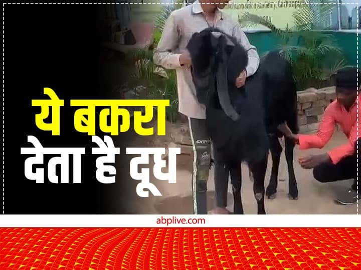 Burhanpur Madhya Pradesh Goat bakara giving milk people buy for children at expensive price ANN Watch: यह देखकर रह जाएंगे हैरान! यहां बकरी ही नहीं बकरे भी देते हैं दूध, कीमत का तो पूछिए मत