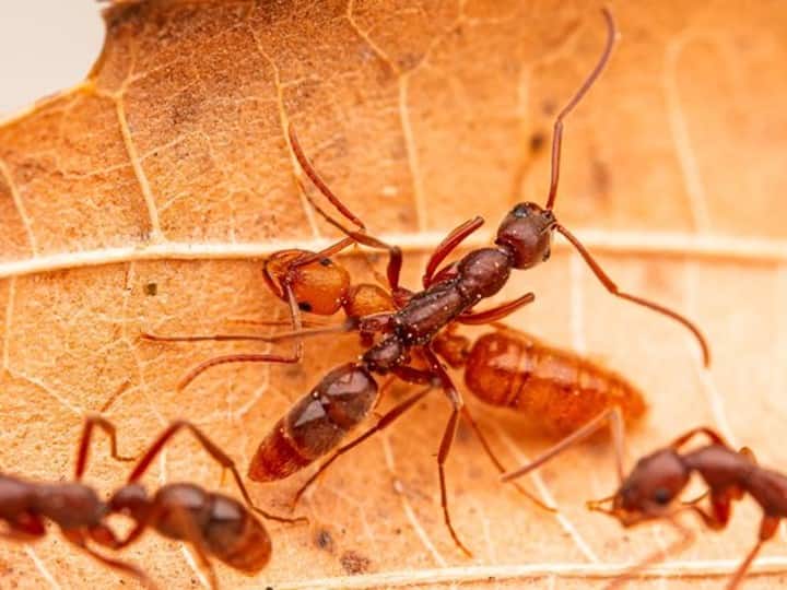 Vastu tips Ants at home black Red ants give shubh ashubh sanket for ...