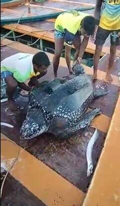 PHOTO : भाईंदरमध्ये मच्छिमारांच्या जाळ्यात अडकलं 150 किलो वजनाचं कासव!