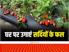 अपने घर पर ही उगाएं सर्दियों के मशहूर ये 4 स्वादिष्ठ फल, इस प्रोसेस को करें फॉलो