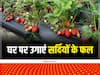 Fruit Gardening at Home: अपने घर पर ही उगाएं सर्दियों के मशहूर ये 4 स्वादिष्ठ फल, इस प्रोसेस को करें फॉलो