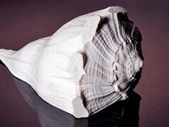 Lakshmi Ji: શુક્રવારે ઘરમાં લાવો આ 5 વસ્તુઓ, મા લક્ષ્મીનો રહેશે વાસ, ધન-સંપત્તિમાં વધારો થશે