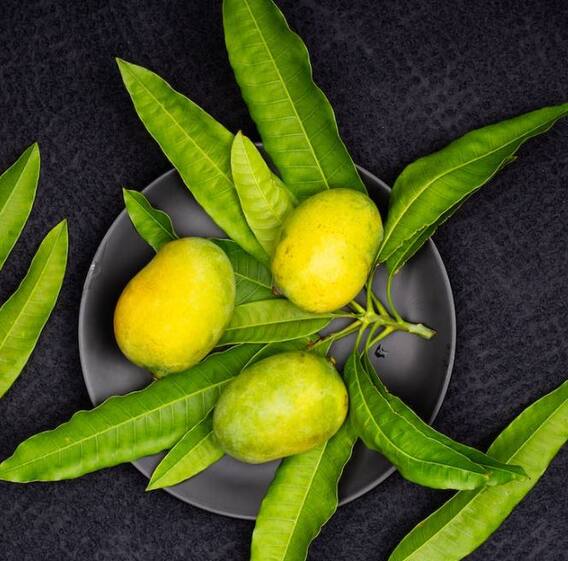 Photo : हवामान बदलामुळं आंबा बागायतदार हैराण