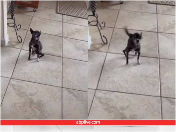 Video: एलर्जी से परेशान दिखाई पड़ा कुत्ता, छींक-छींक कर हुआ बुरा हाल dog is constantly sneezing badly due to allergy Video: एलर्जी से परेशान दिखाई पड़ा कुत्ता, छींक-छींक कर हुआ बुरा हाल