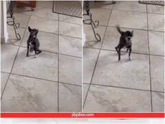 एलर्जी से परेशान दिखाई पड़ा कुत्ता, छींक-छींक कर हुआ बुरा हाल