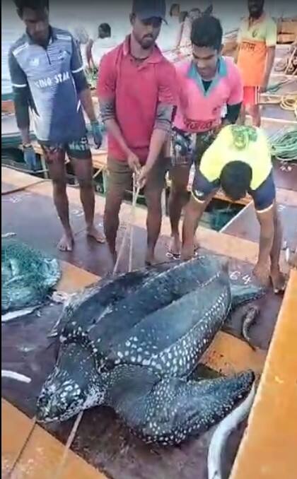 मात्र या बोटीचा नाकवा- अॅरल बुनकवली आणि तांडेल-रॉबिन बुनकवली यांनी कासवाला परत समुद्रात टाकण्याचा निर्णय घेतला.