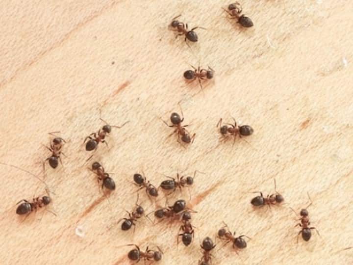 शास्त्रों के अनुसार घर में काली चीटियों का ऊपर की ओर जाने का मतलब होता है जीवन में विकास, सुख, शांति, समृद्धि में वृद्धि होगी. वहीं दीवार पर नीचे की ओर उतर रही चीटिंया घाटे और नकारात्मक सूचना का संकेत देती हैं.