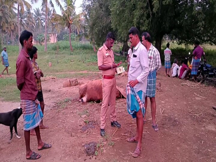 தீவன நீரை குடித்த பசு மாடுகள் அடுத்தடுத்து சுருண்டு விழுந்து உயிரிழப்பு - வேடசந்தூர் அருகே சோகம்