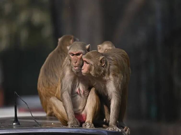 monkey snatches 75,000 rupee worth bag from the customer and tears the notes Monkey Attack: 75,000 மதிப்பிலான பணப்பையுடன் அட்டூழியம் செய்த குரங்கு.. சிம்லாவில் நடந்த விநோத சம்பவம்..