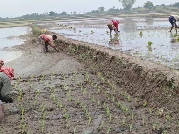 வடகிழக்கு பருவமழை காலத்தில் நெற் பயிர்கள் மூழ்காமல் பாதுகாப்பது எப்படி?