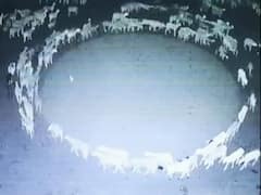 WATCH: Massive Flock Of Sheep Walk In A Circle For 12 Days In China