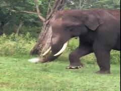 Video Of Elephant Chewing Plastic Goes Viral, IAS Officer Says 'Tragedy Beyond Measure'