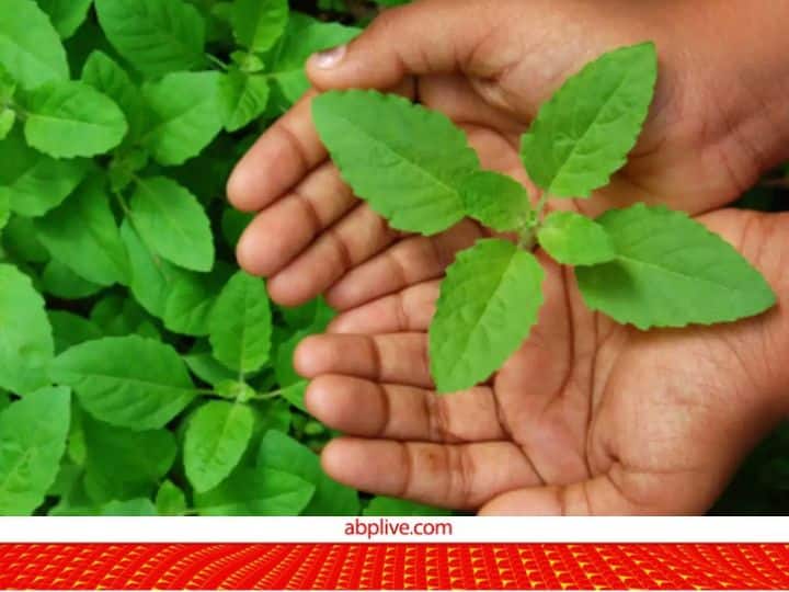 Heart-mind and body… Tulsi leaves keep all three healthy, know when and how to use them?