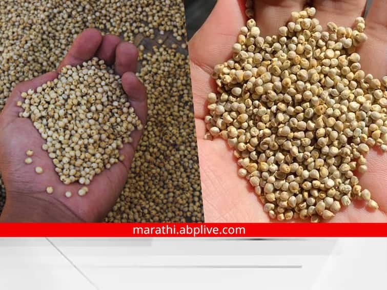 jowar millet wheat rate increase nanded news maharashtra latest marathi news 'भाकरी' महाग झाली! अवकाळीच्या फटक्यामुळं ज्वारी, बाजरीचे दर 5 हजारांवर, गहूही महागले 