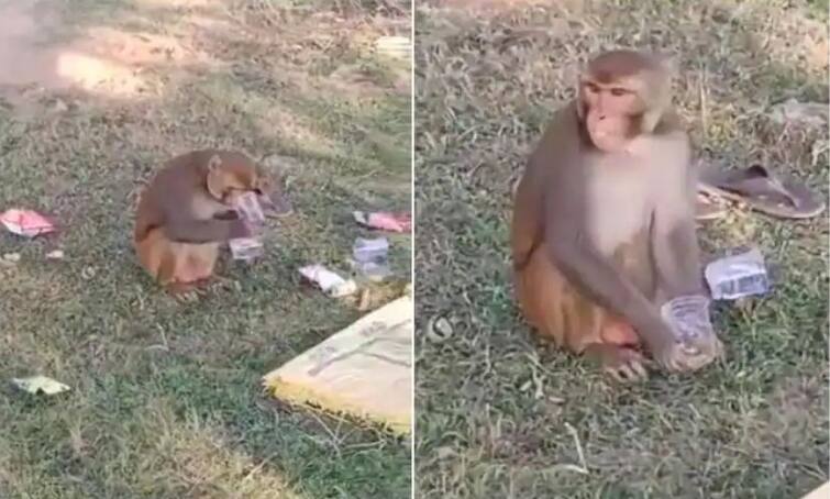 monkey starts drinking alcohol with chips in Madhya Pradesh viral video Viral Video: ਦੋ ਦੋਸਤਾਂ ਨੂੰ ਭਜਾ ਕੇ ਉਨ੍ਹਾਂ ਦੀ ਸ਼ਰਾਬ ਪੀ ਗਿਆ ਬਾਂਦਰ, ਚਿਪਸ ਨਾਲ ਪੀਤੀ ਸ਼ਰਾਬ, ਬਹੁਤ ਮਜ਼ਾਕੀਆ ਹੈ ਇਹ ਵੀਡੀਓ