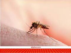 Hepatitis C दवा से होगी मलेरिया की छुट्टी, शोधकर्ताओं को मिला इस बीमारी का इलाज