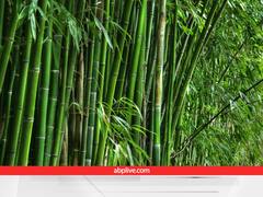 किन इलाकों में उगा सकते हैं हरा सोना 'बांस', क्या ये बिजनेस आइडिया बदल देगा किसानों की किस्मत, यहां जानें