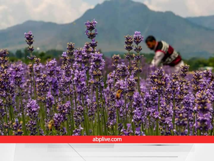 Northeast farmers and experts came to Jammu Kashmir learn lavender farming in Vally Aroma Mission: कश्मीर वैली में लैवेंडर की खेती से आई बैंगनी क्रांति, इतनी लोकप्रिय बढ़ी कि पूर्वोत्तर से भी सीखने आ रहे किसान