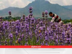 कश्मीर वैली में लैवेंडर की खेती से आई बैंगनी क्रांति, इतनी लोकप्रिय बढ़ी कि पूर्वोत्तर से भी सीखने आ रहे किसान
