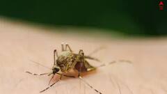 Dengue: রাজ্যে ভয়াবহ ডেঙ্গি পরিস্থিতি, কোনটা একদমই করবেন না ?