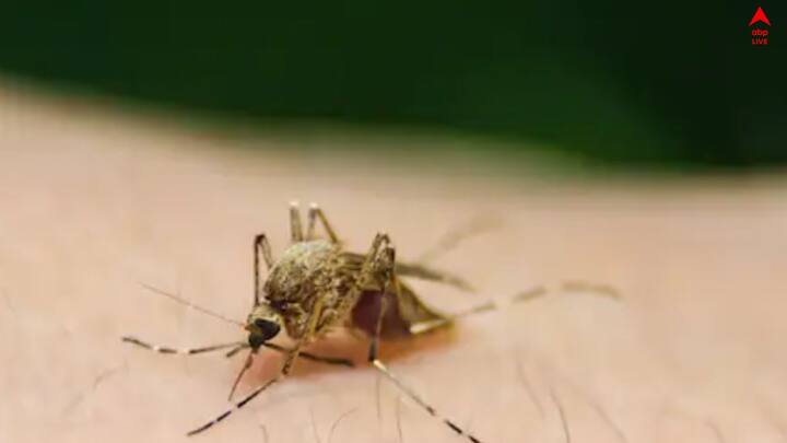 ডেঙ্গি পরিস্থিতিতে বাড়ির কোনও জায়গাতেই জল জমিয়ে রাখবেনা। অ্য়াকোরিয়ামে মাছ না থাকলে, শুধু জল জমিয়া রাখবেন না।