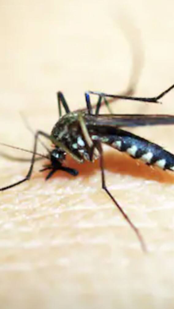 শহরে বেড়েই চলেছে ডেঙ্গি, নজরে রাখবেন কী কী ?