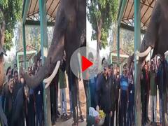 गजराज के सामने उपमुख्यमंत्री तेजस्वी ने झुकाया सिर, हाथी ने इस अंदाज में दिया आशीर्वाद, देखें वीडियो