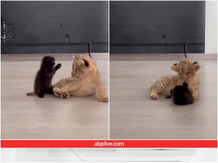 lion cub is seen playing with a kitten Video Goes viral Video: शेर के बच्चे से खेलते नजर आया बिल्ली का बच्चा, वीडियो हो रहा वायरल