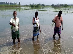 தேனி : 5 அடி உயரத்திற்கு நீர் தேக்கம்.. நூற்றுக்கணக்கான ஏக்கர்கள்.. நெல், வாழை, வெண்டை பயிர்கள் நீரில் மூழ்கி சேதம்.