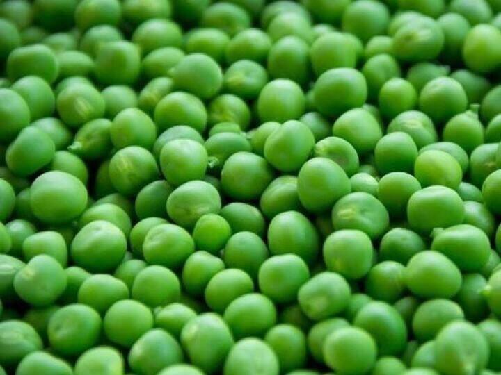 If till now you did not know these benefits of eating peas, then know, you can get relief in this disease. Peas Health Benefit: अगर अब तक नहीं जानते थे मटर खाने के ये फायदे, तो जान लीजिए, इस बीमारी में पा सकते हैं आराम