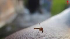 Dengue: রাজ্যে ভয়াবহ ডেঙ্গি পরিস্থিতি, কোনটা একদমই করবেন না ?