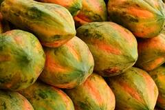 Papaya: पपईच्या दरात वाढ; शेतकऱ्यांना अकरा रुपये प्रति किलो दरानं मिळणार भाव